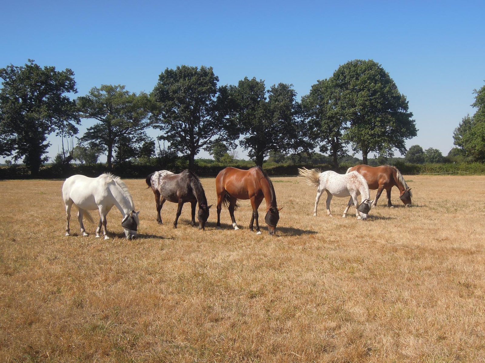 Chevaux au pré — Les Verts Prés